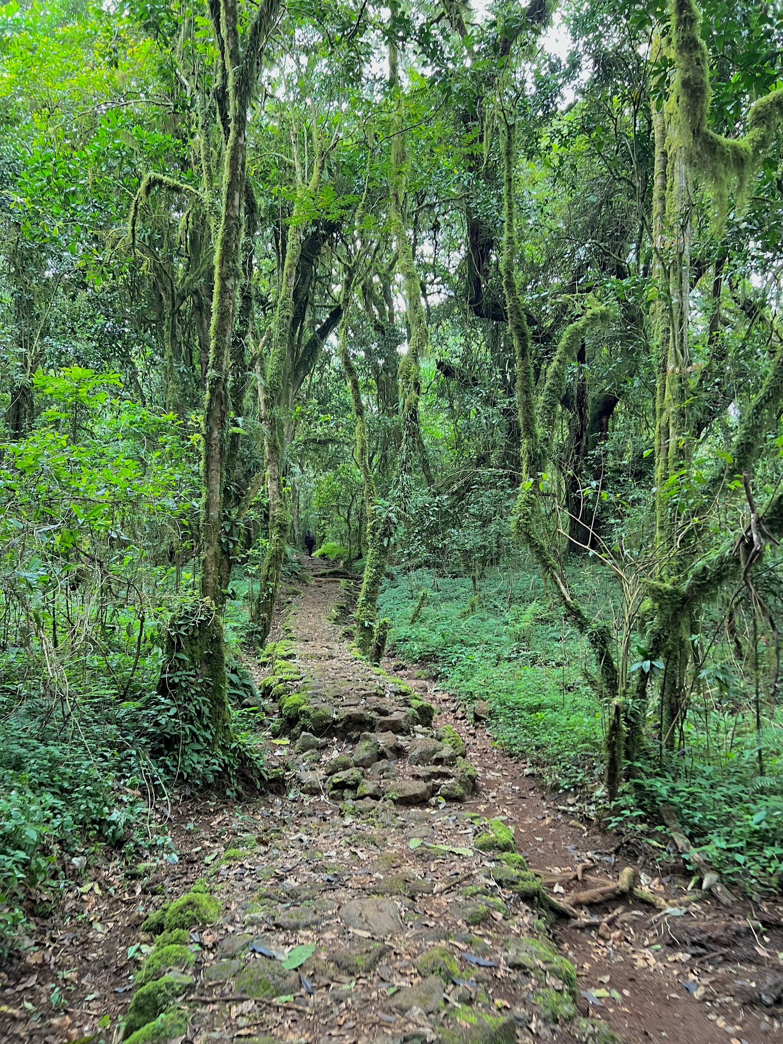 Mandara Hut - Gallery Image 2