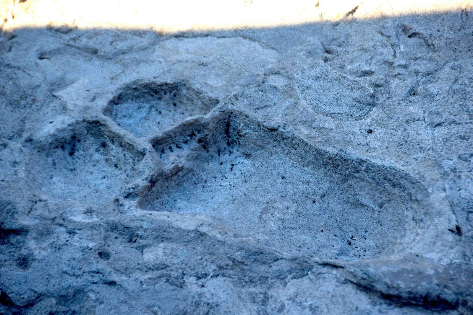 The Laetoli Footprints