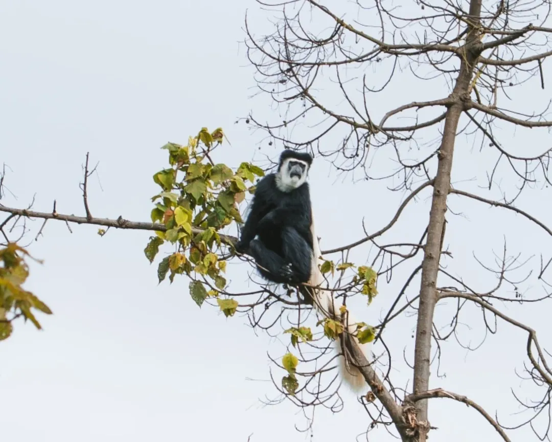 Kilimanjaro National Park national park wildlife – Machame Route itinerary stop