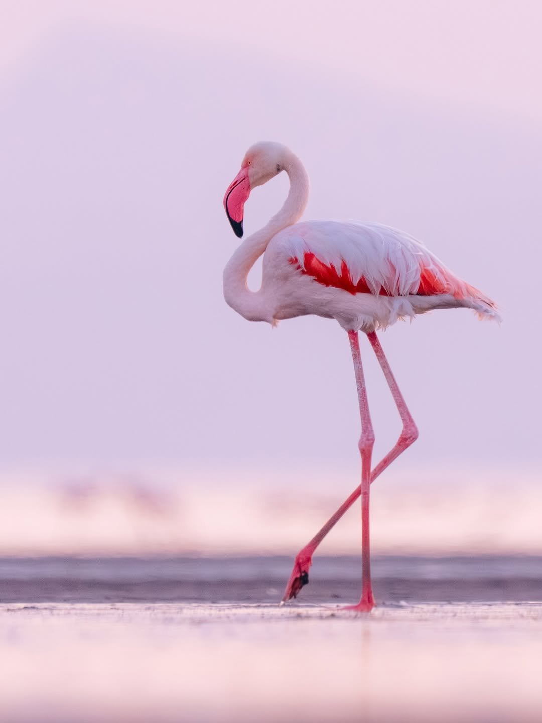 Lake Natron national park wildlife – Safari Tour 'Eland': 7-Day Complete Northern Tanzania Safari itinerary stop