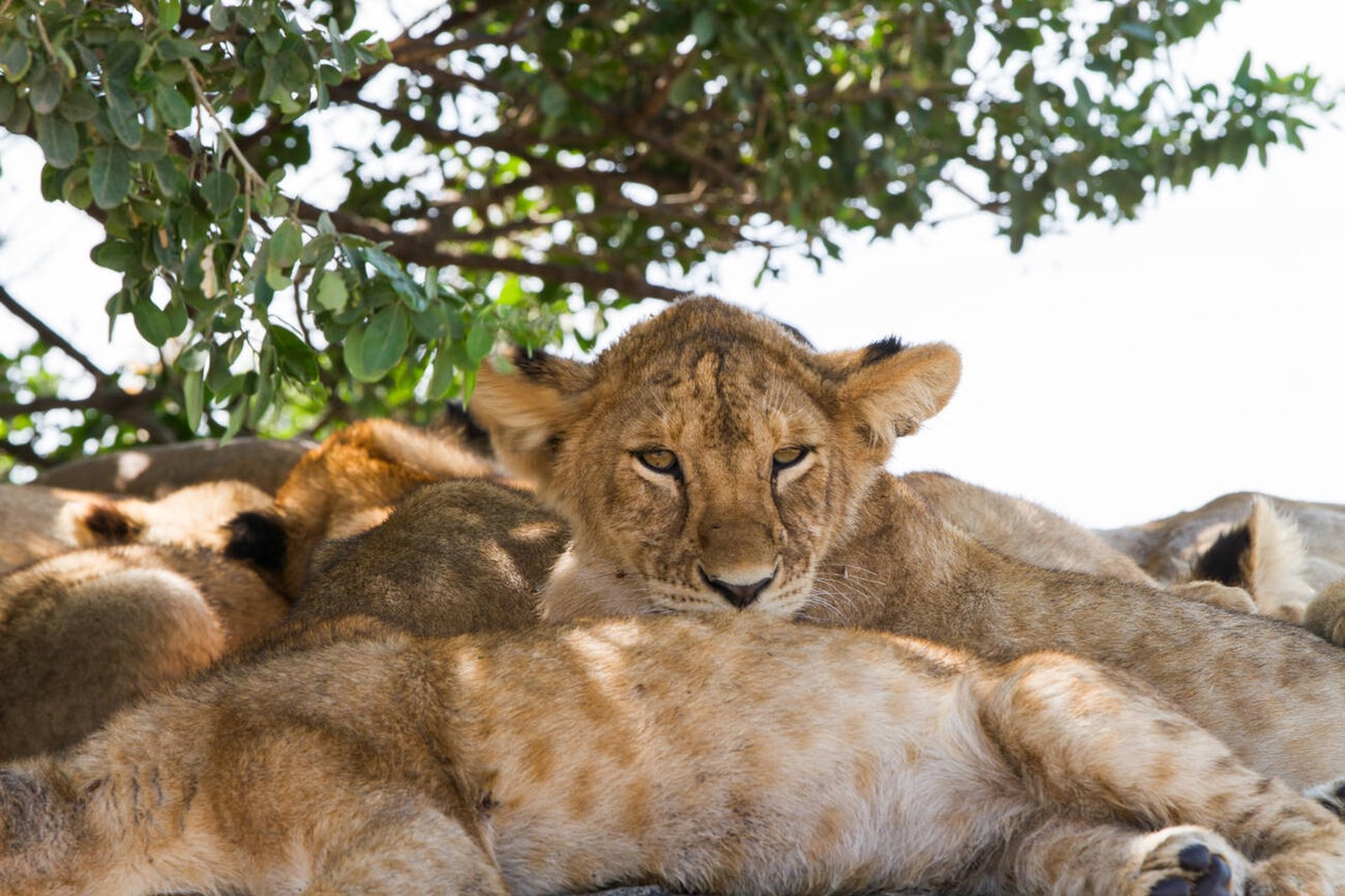 Serengeti National Park national park wildlife – Luxury Honeymoon Escape: Arusha National Park, Ngorongoro Crater & Serengeti - Romantic Bonus Inside! itinerary stop