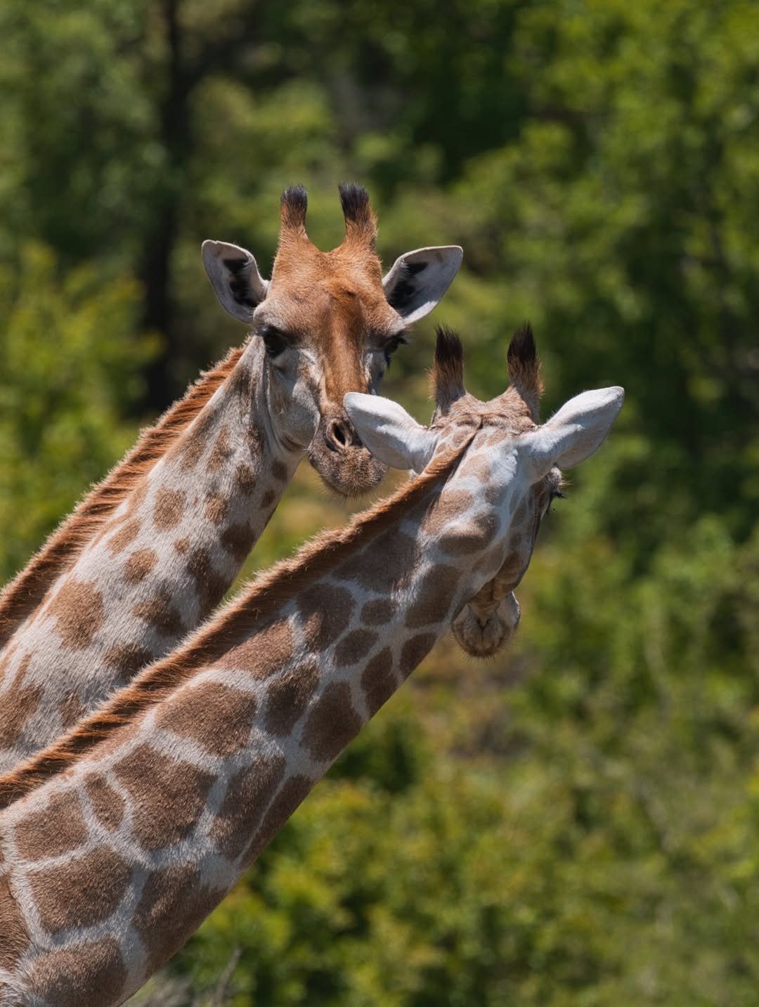 Tarangire National Park national park wildlife – Luxury Tarangire Safari with Bush Walk & Balloon Ride itinerary stop