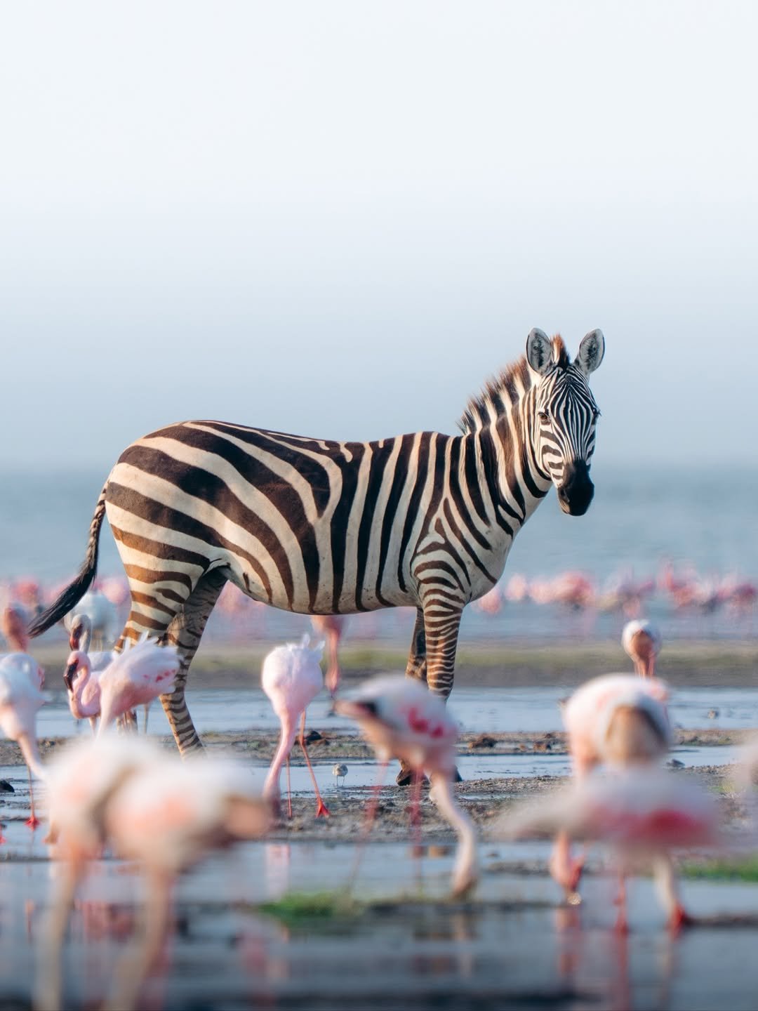Lake Natron