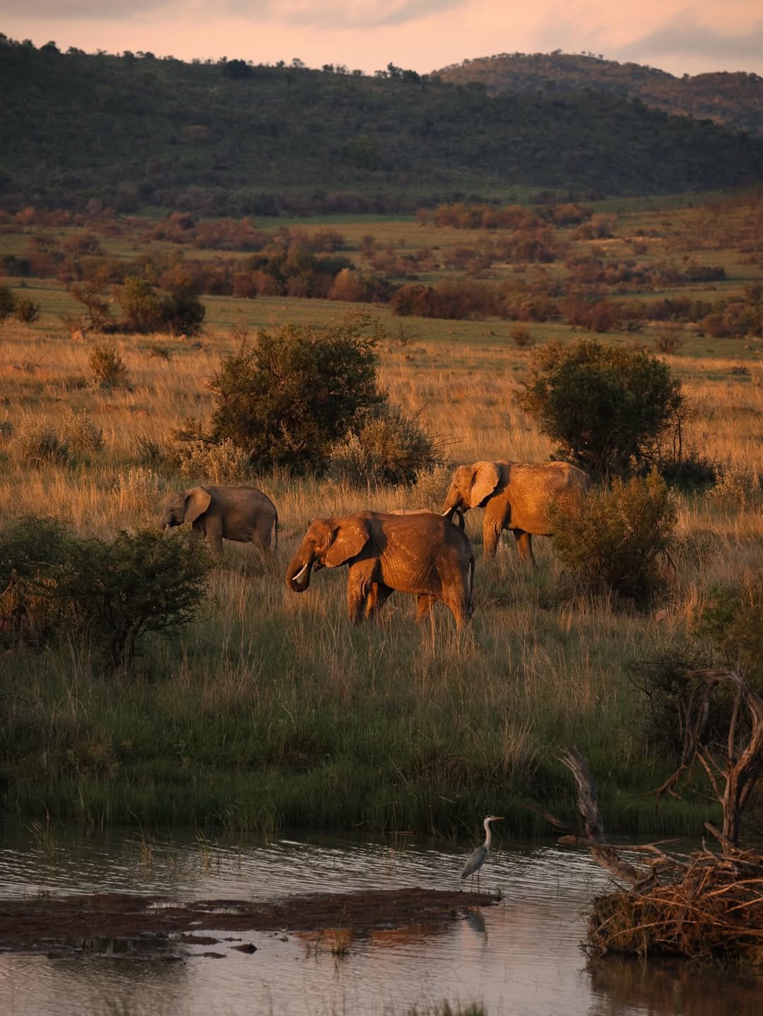 Tarangire National Park national park wildlife – Luxury Tarangire Safari with Bush Walk & Balloon Ride itinerary stop