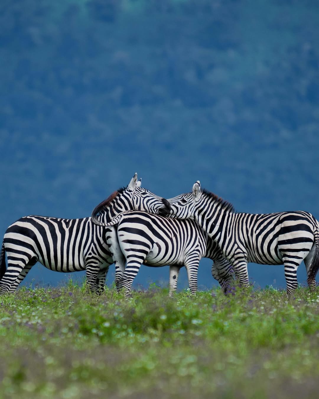 Comfort Safari to Arusha, Manyara, Tarangire & Ngorongoro – Balloon Safari Included! — photo 4