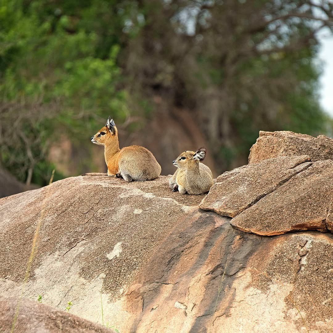 From Arusha to the Serengeti – Complete Northern Tanzania Safari — photo 2