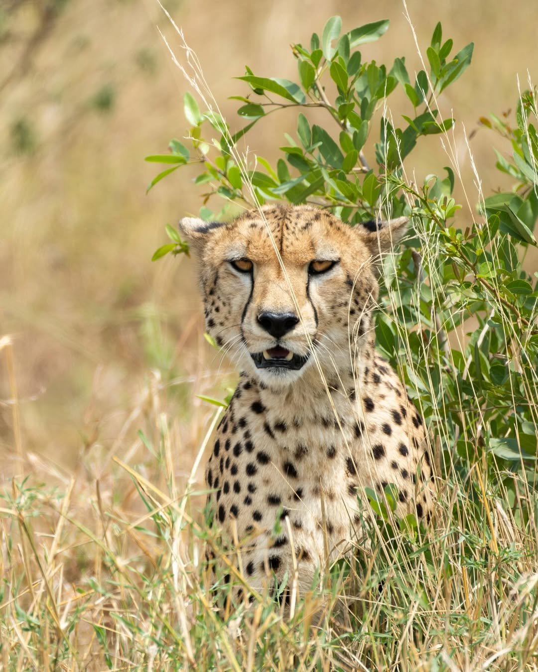Serengeti Great Migration, Ngorongoro & Tarangire Safari — photo 3