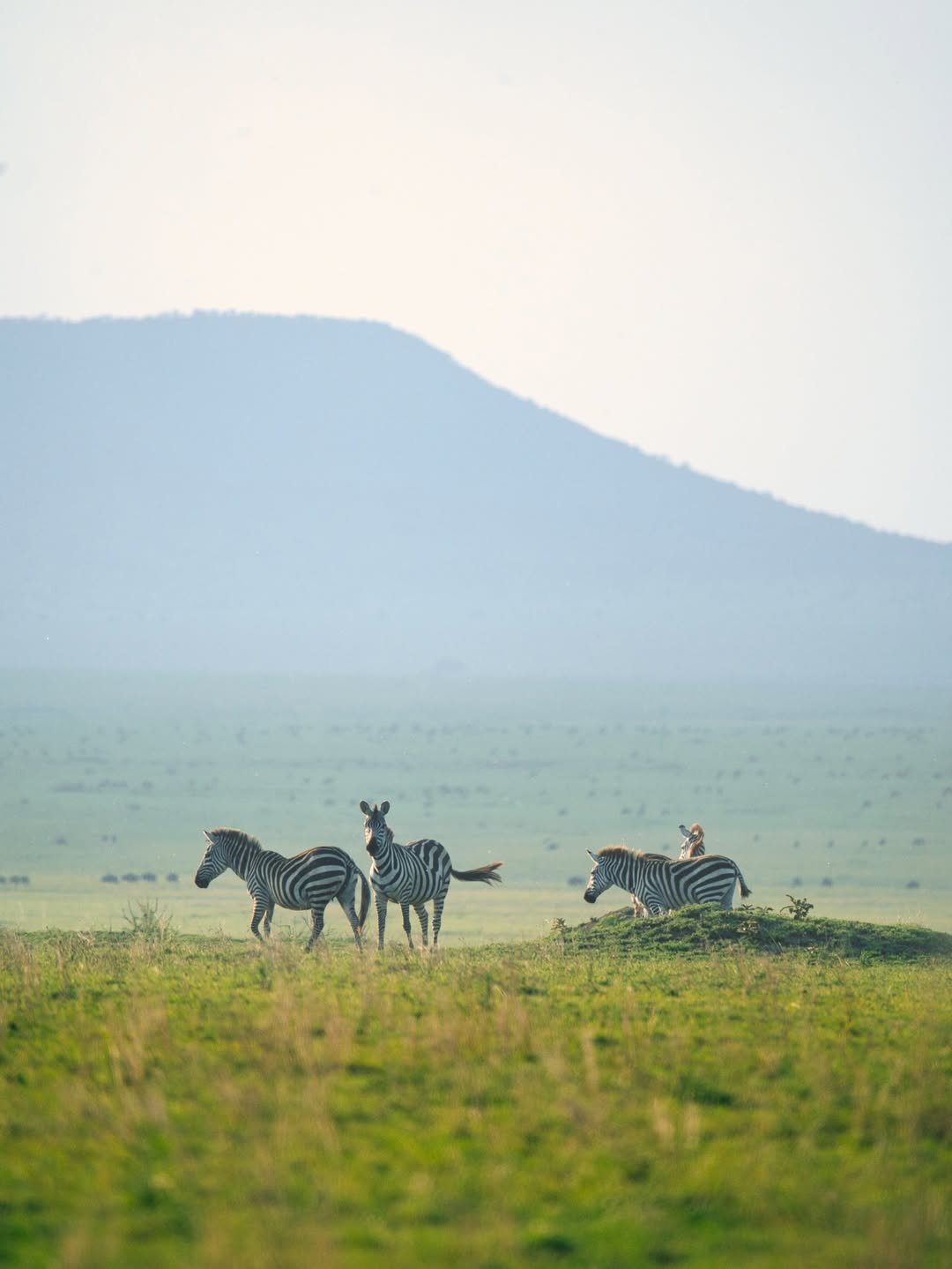 Game-drive & Bush Walk in Tarangire and Ngorongoro — photo 2